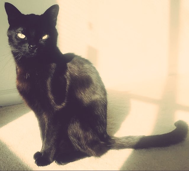 Cosm33k's tweet photo. Is it obvious she's a #Capricorn♑️?
#myluckycat #blackcatsaremagic #catloverforlife #blackcat #hernameis #Sakka https://t.co/VLmuc5pM2p
