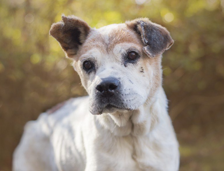 PawtraitPerfect's tweet image. New post now up by photographer Charlotte Headrick pawtraitperfect.com/meet-yogi-toda… #petphotography #petphotographer #dog #doglover #photography