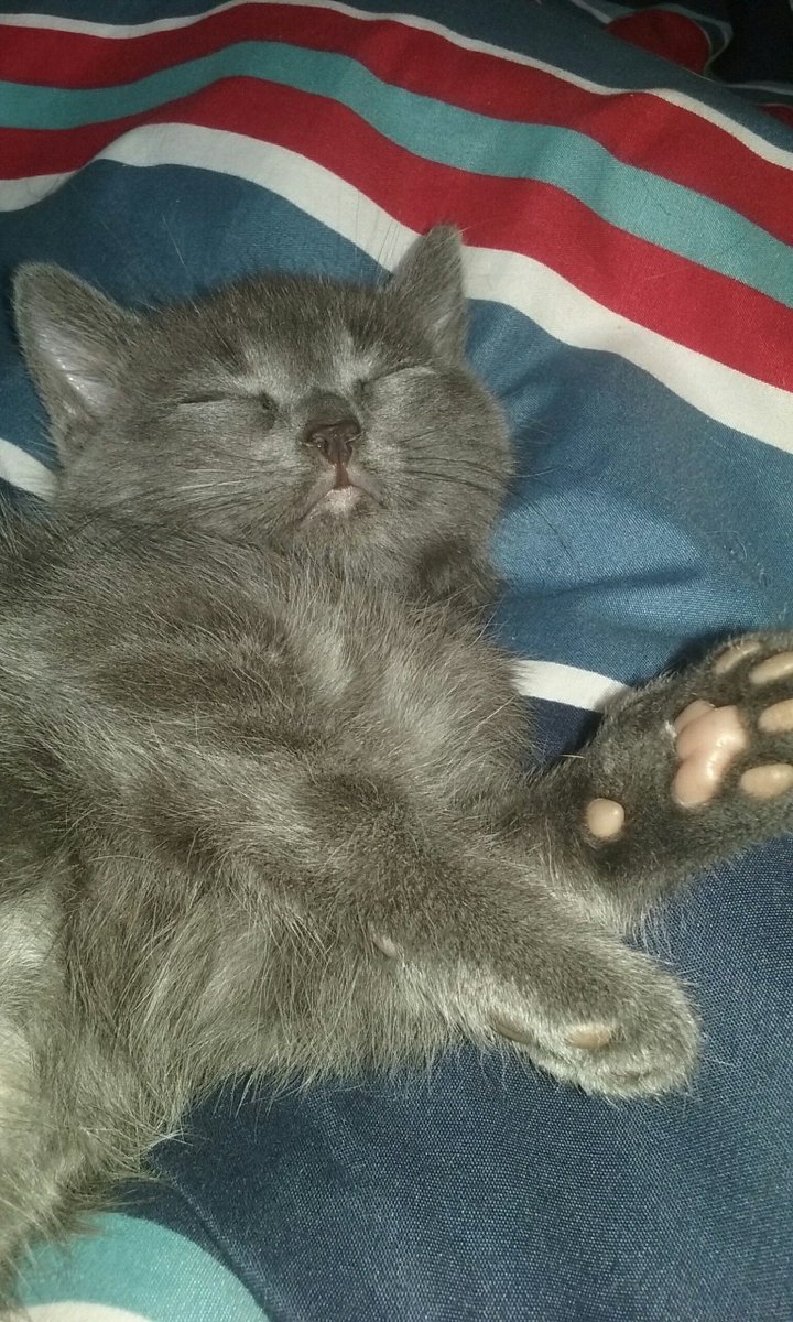 PET Me tweet media