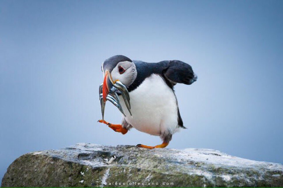 arlenesg's tweet photo. @yuki_perez @brujilda6 @SnarkLunge @guy1_big @PortlandRose143 @GigiFollows @ReRioPop @RealtyJcfrancis @JasonHoughton5 💚
#HappyWeekall 🎵🐧🎵🐧🎵 https://t.co/ko2XRCiaOB