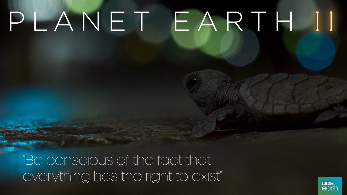 BBCEarth's tweet photo. ❤️ 🐢 Thanks to the The Barbados Sea Turtle Project, a few more turtles will stand a chance #PlanetEarth2 https://t.co/Yu34sRsS6v https://t.co/rZ0U4rirMi