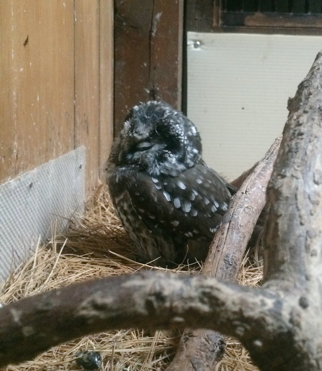 AthenaGubbe's tweet photo. Sleepy Pat. #borealOwl #Conservation #raptorRehab #theowlFoundation #wildlife https://t.co/hLQiCBw5lP