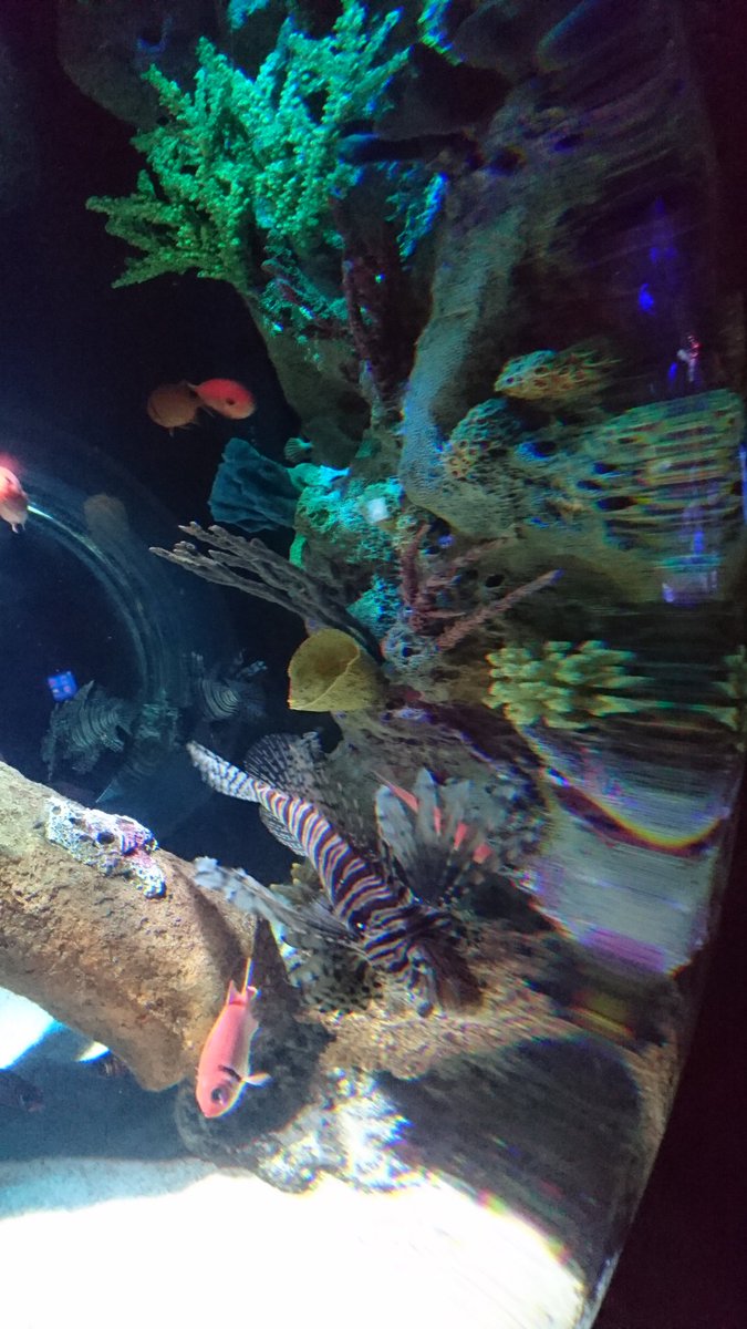 JacquePaulnyc's tweet photo. Wonderful aquarium @SEALIFECC @Concordmillsnc @SpeedCityUSA @familytravel4um #nascardad https://t.co/vrnJZhDke2