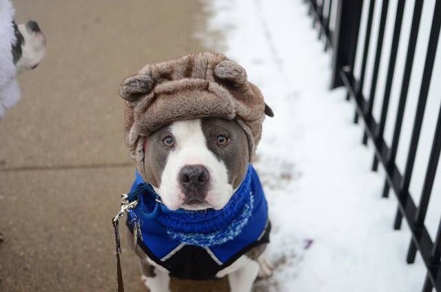 How is your pet keeping warm in this frigid weather?