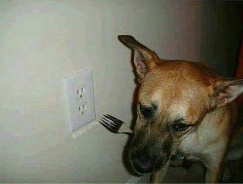 peakmemes's tweet photo. when your owner calls another dog good boy https://t.co/HRCFq7ayki