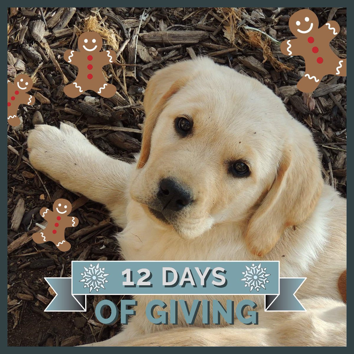 ADWSantaFe's tweet photo. Our SWEET &amp; SMART pups have the special heart &amp; drive to work in a life of service. Support their work: https://t.co/P2BNqsINps #ADWSantaFe https://t.co/oiltOQJrYK