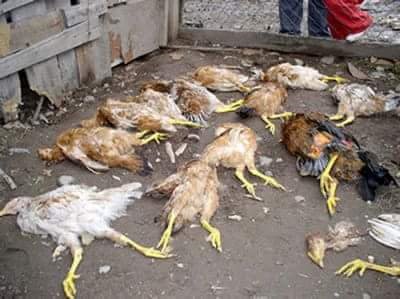 cabjbata's tweet image. Para Riber q esta muerto...