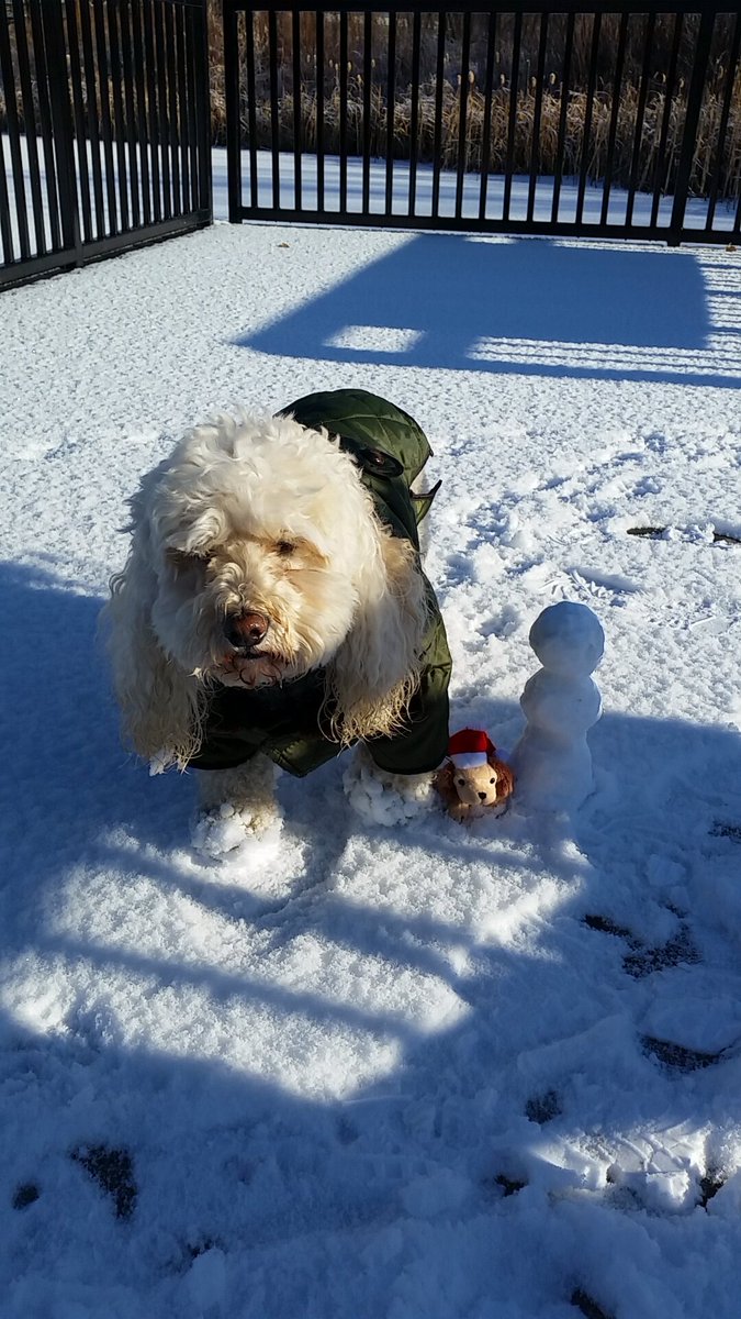 1969lesmith's tweet photo. @KathySabine9 #HeyNext it's not Friday, but it's Happy Sunday vibes from a dog &amp; his squad! @KyleClark #Dogs #Colorado #Doxa #Winter #Smile https://t.co/87ZbWoWrev