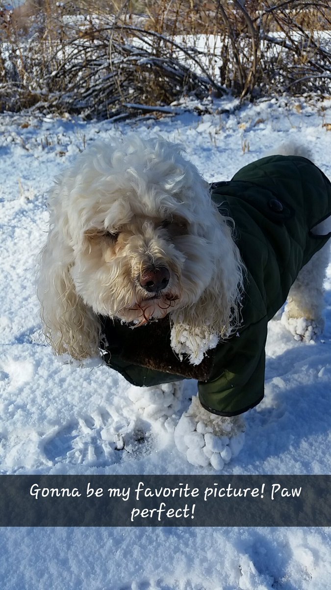 1969lesmith's tweet photo. Tough dog! Love this pic! #Colorado #Doxa #dogsoftwitter @9NEWSWeather @KathySabine9 #HeyNext this is how Littleton dogs roll @TheEllenShow https://t.co/sT0tNiRbKM