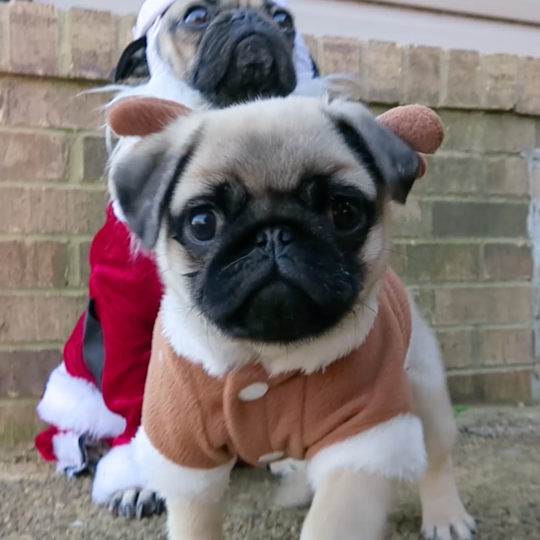 Doug the pug all i want for christmas 2025