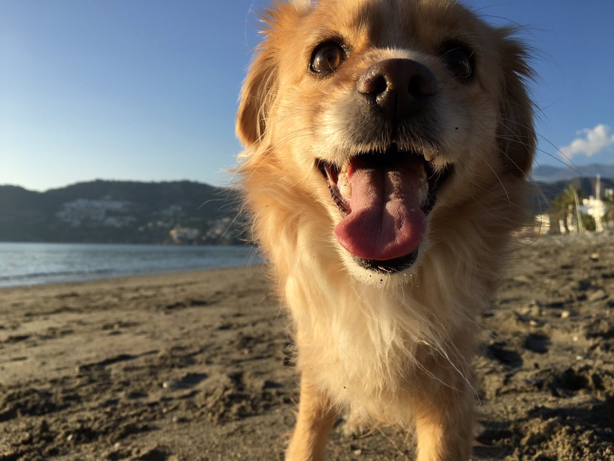 fergsaenz's tweet photo. 🚀🐕 https://t.co/OCP5D6M1ZU