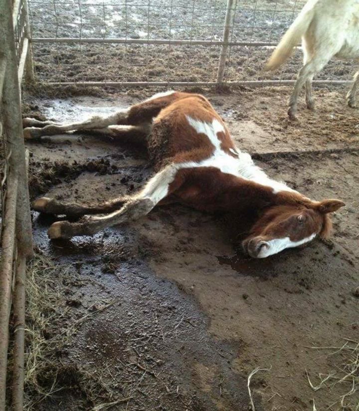 DQ_GSD's tweet image. #Bastrop #KillPen #HORSES #Stanley Video➡ow.ly/2w5I305n5KJ🐴 #Petition➡ow.ly/6ep1305mLUo😡 5161k sigs in 8 MONTHS? 💢WTH???