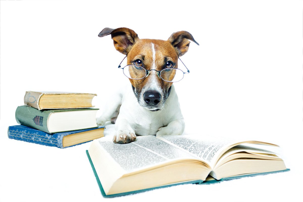 StHelenaStar's tweet photo. Some dogs are simply a cute face and a friend to snuggle, but others have beauty and brains. #SmartestDogs #Dogs https://t.co/LXOUgUlE7m https://t.co/ZYNZY1wxwK