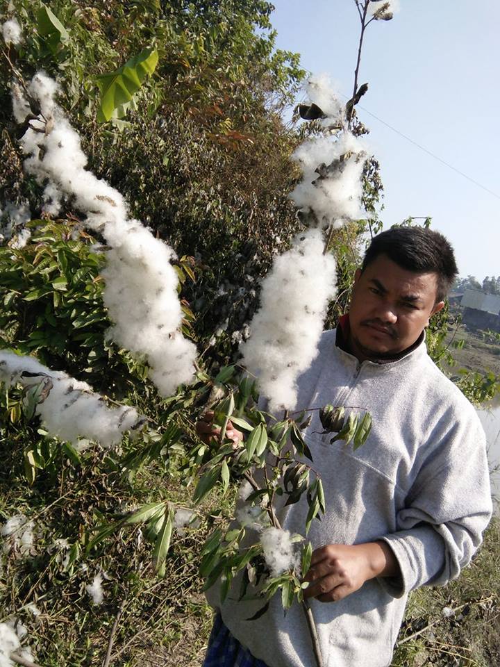 laimacha's tweet photo. Can we use this wild plant as cash crop? The plant locally known as #Basanti bears flowers like cotton. @RadhamohanBJP @DDKisanChannel https://t.co/yM4uPaHEQy