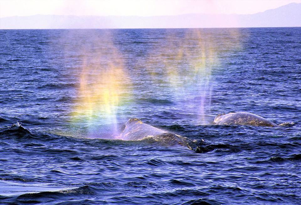 Interior's tweet photo. Our most popular pic last week: Once-in-a-lifetime shot of whales spouting #rainbows at Channel Islands National Park by Larry Goldman https://t.co/SKUvJPjX5a