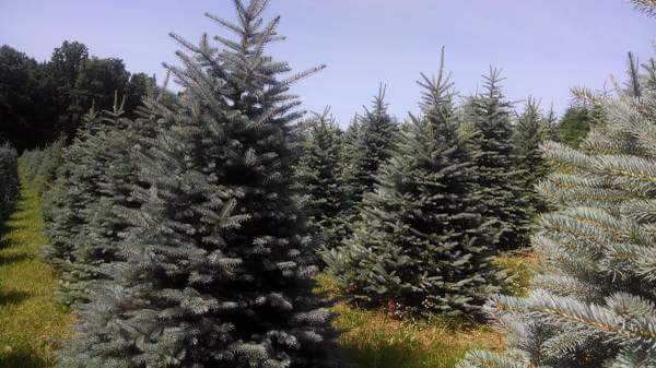 TreeSpringfield tweet picture