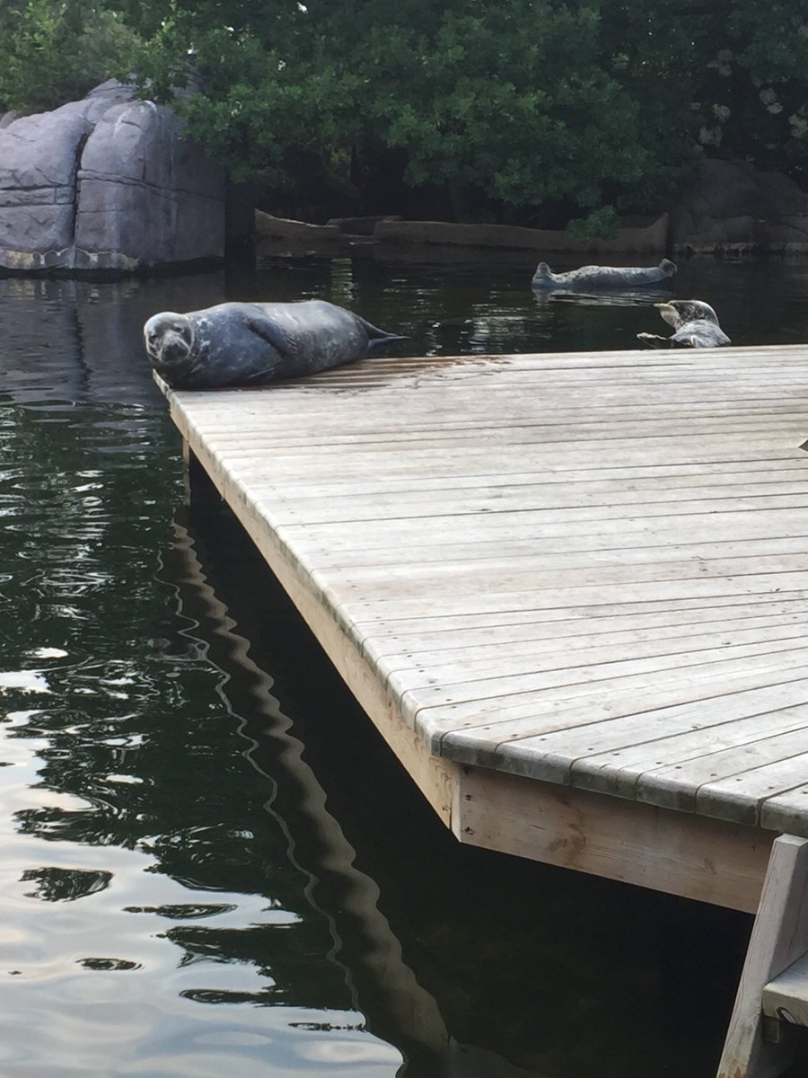 Holmsten51's tweet photo. tb när vi gick en helt vanlig runda på skansen https://t.co/WwbTrjSrWa