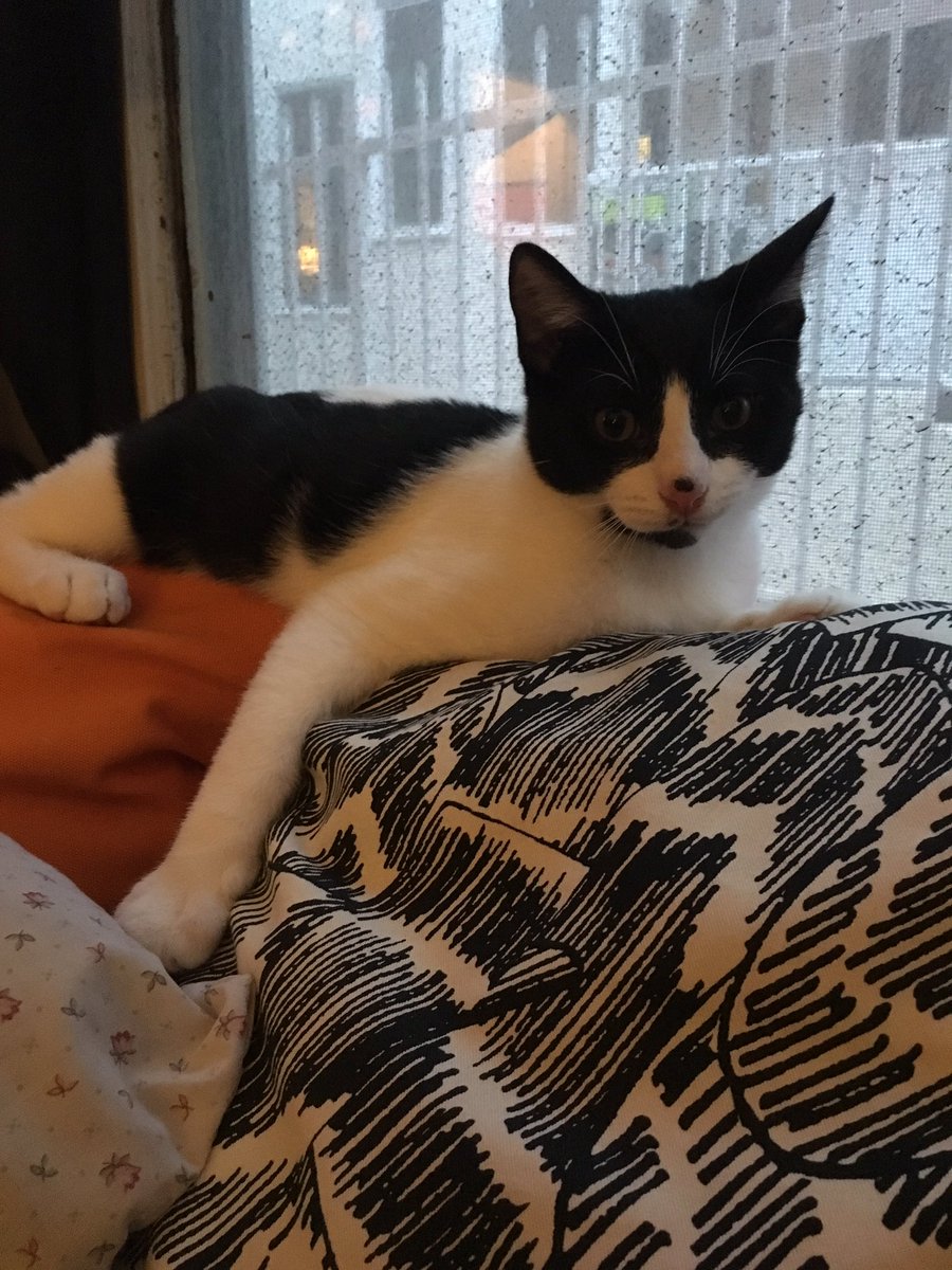 bellknitter's tweet photo. #cat #love #life #furBaby https://t.co/0maqkGbjVU