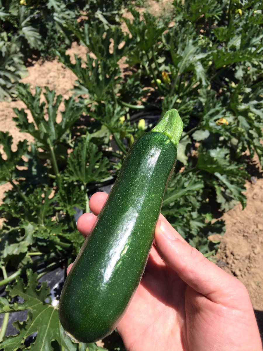 LMKGoulbCons's tweet photo. Zucchini grower in Sutton, NSW using #loveland in fert program #awaken #maximumNPact #LoKomotive picking well &
Good skin finish for market https://t.co/nX55UGRJKy
