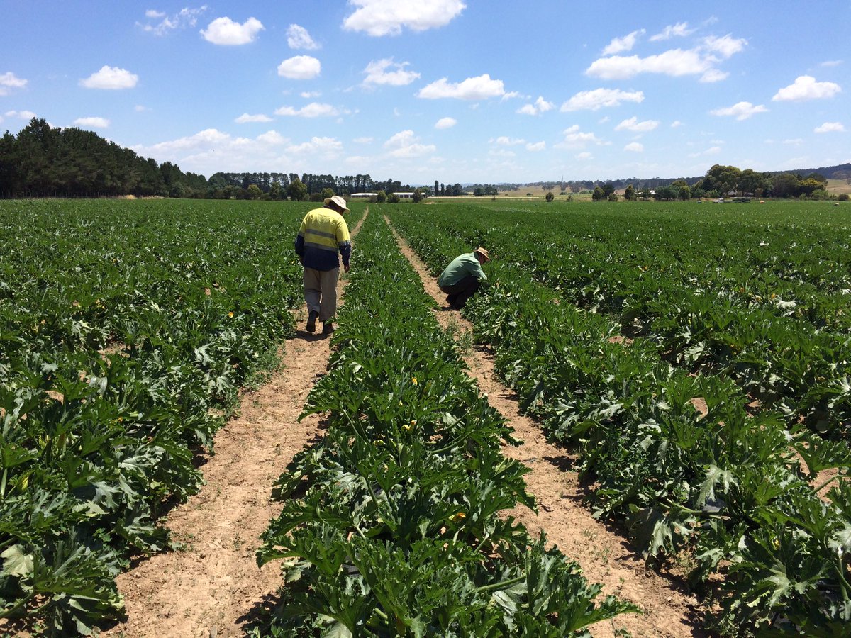 LMKGoulbCons's tweet photo. Zucchini grower in Sutton, NSW using #loveland in fert program #awaken #maximumNPact #LoKomotive picking well &
Good skin finish for market https://t.co/nX55UGRJKy