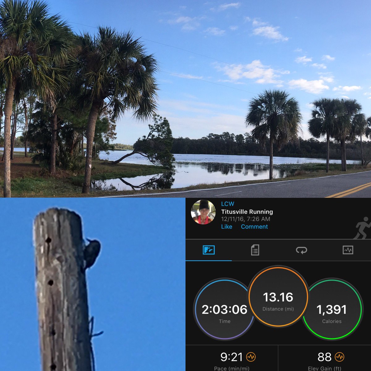 #RunChat wildlife pic of a woodpecker  13 miles ✅ for Sunday long run <a href="/MyPeakChallenge/">My Peak Challenge</a> <a href="/therunchat/">#RunChat</a>