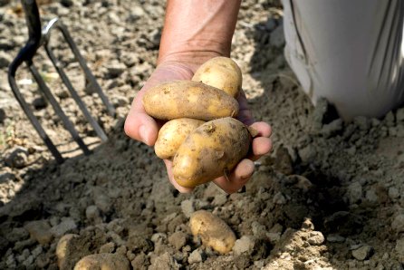 PrevaProduce's tweet photo. We produce organic #potato seed and have an active role in developing varieties suitable for the organic market https://t.co/8ZyNiQwNOX https://t.co/sL6adAEOPG