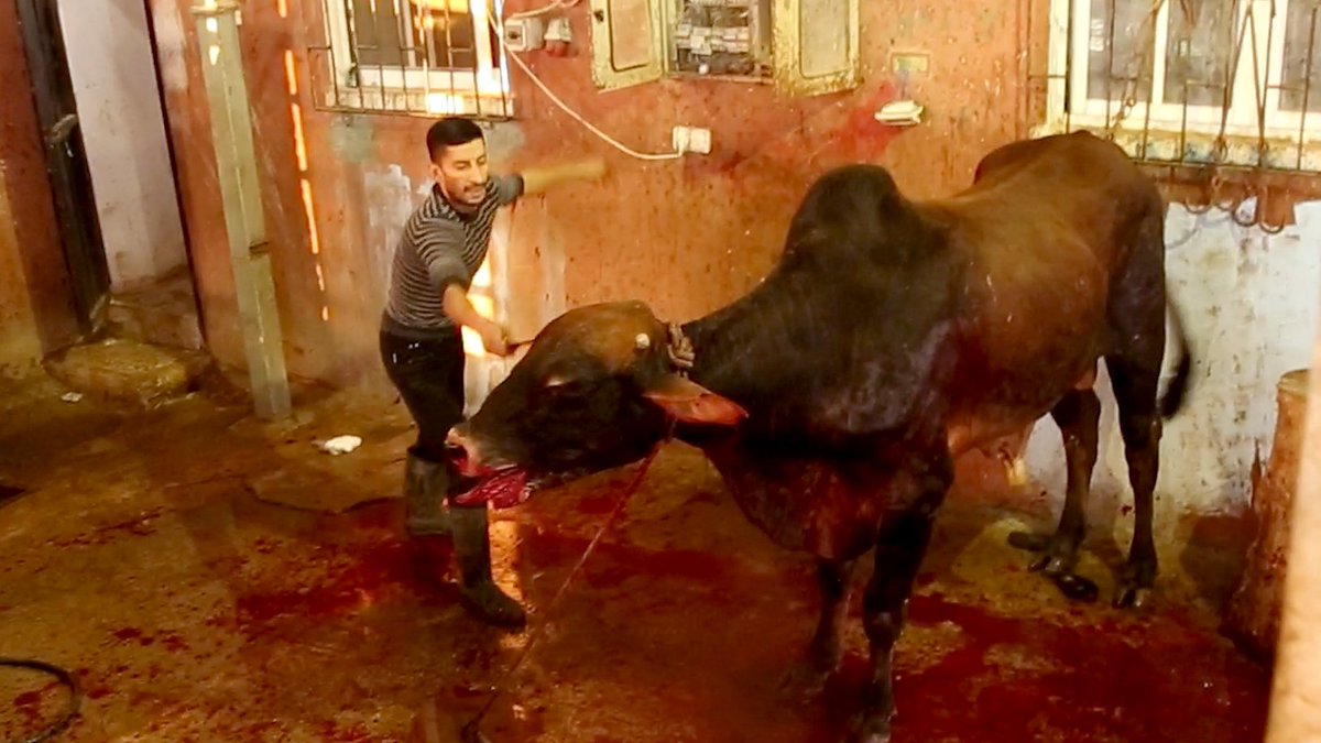 dimalysenko3's tweet photo. And you ask, why I went #vegan? Retweet https://t.co/V5RvjNuvd7