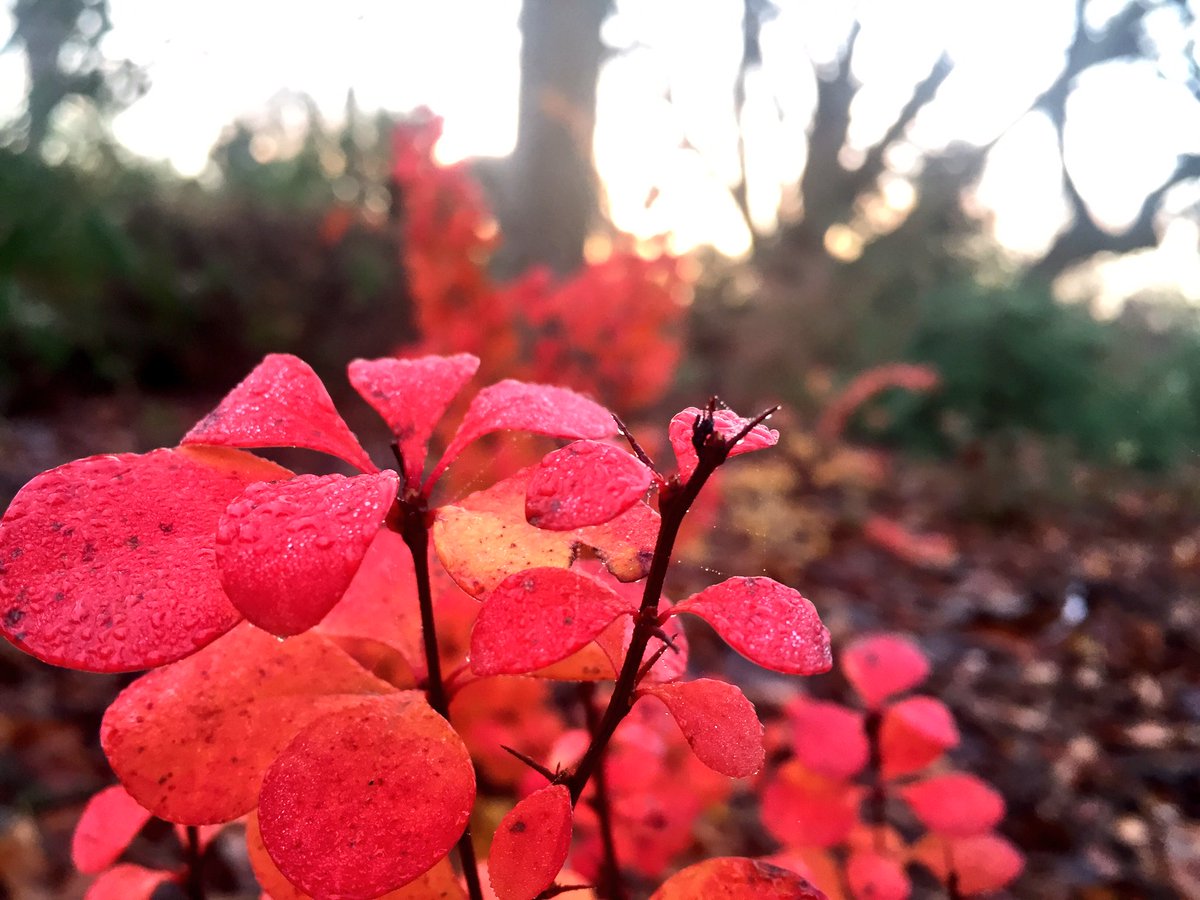 Prachtige herfstkleuren in de tuinen. Dit geslacht is vernoemd naar Thunberg. Berberis thunbergii
