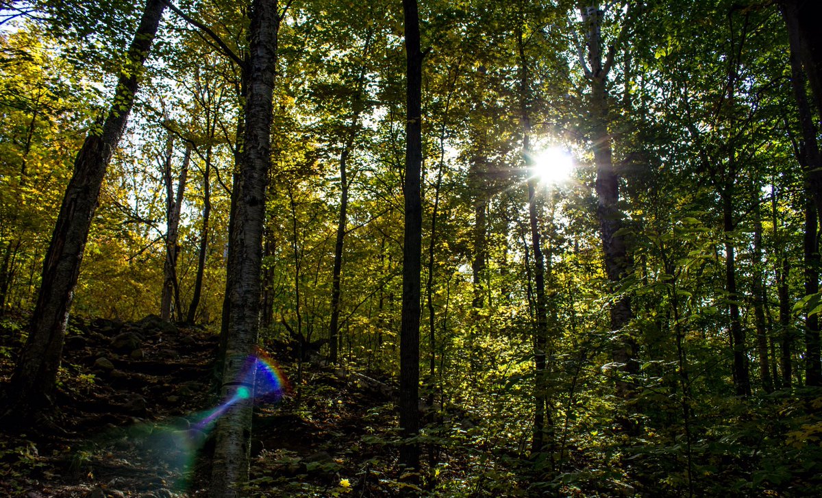 tremblay94's tweet photo. 🌳☀️🌳 https://t.co/HfBz5ax6Uo