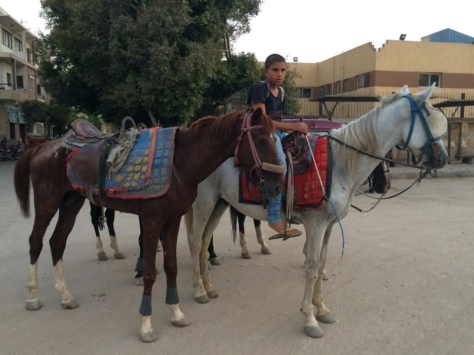 Egypt Equine Aid tweet media
