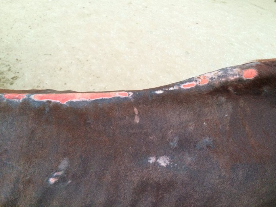 #DidYouKnow 100-year-old saddles like this one are still used in #Egypt, very uncomfortable for the #horse but also dangerous for the rider!