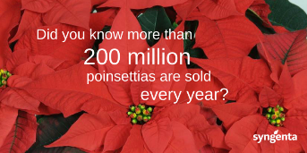 #DYK 200 million #poinsettias are sold every year worldwide? ow.ly/jxRu306YtO6 #PoinsettiaDay