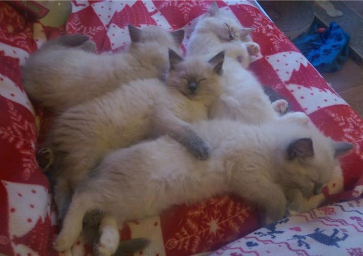 sharonsteeples's tweet photo. K minus 12 #KittyCountdown #KittenAdvent https://t.co/w2TlhMHDbt