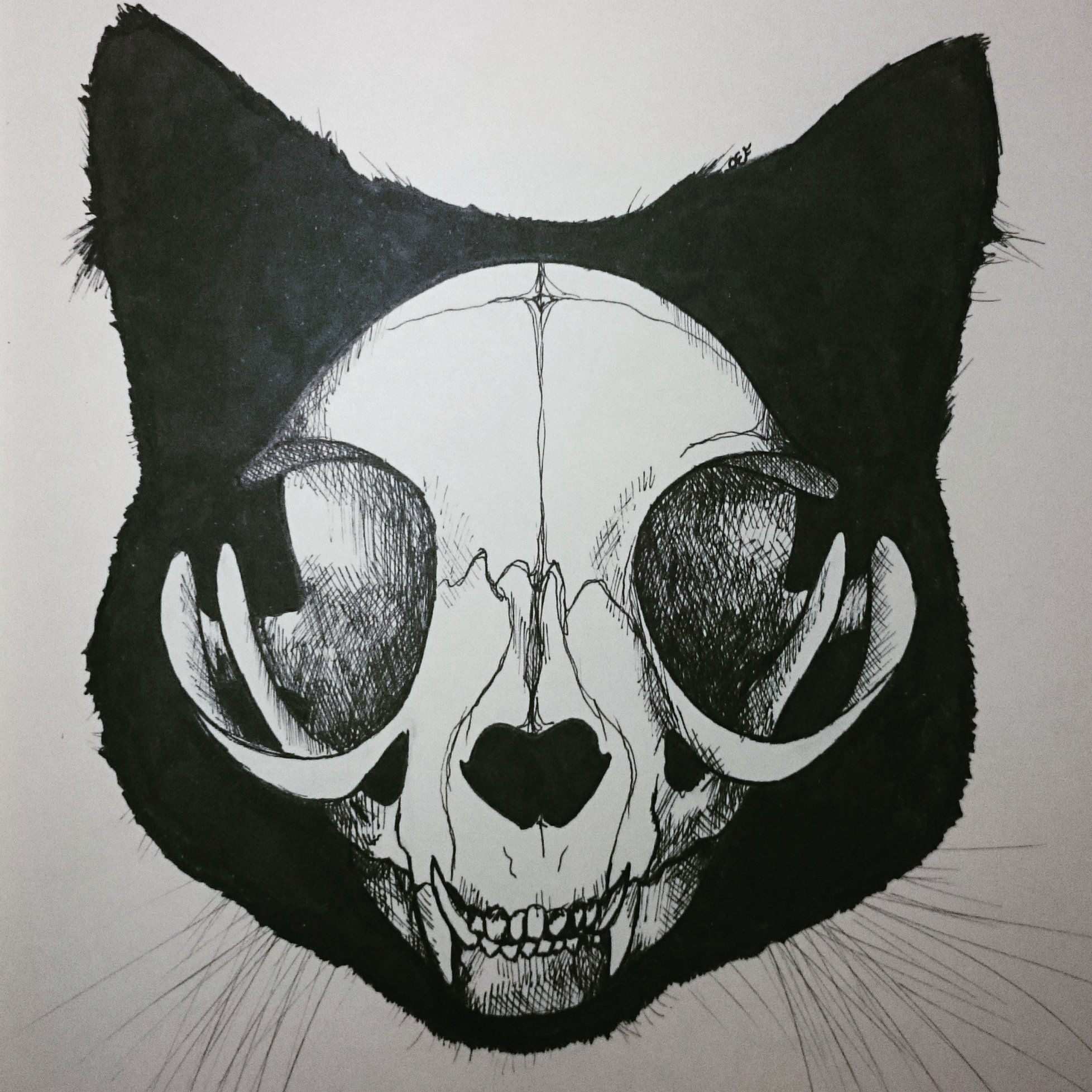 Cat Skull, HD Png Download , Transparent Png Image - PNGitem