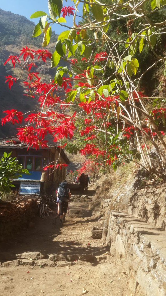 buddhisentharu's tweet photo. On the trail of #AnnapurnaCircuit blossom beautiful #Poinsetia @gadventures https://t.co/FlgYy9od5N