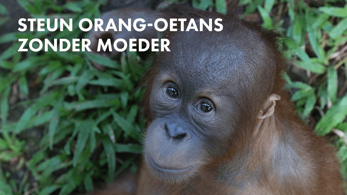 monkey_b's tweet photo. Hoe help je verweesde orang-oetans? Niet zelden komen moeders om: https://t.co/CLQl4D3VXP Help nu - Share en adopteer! #orangoetan #sumatra https://t.co/U2ETdI5tfu