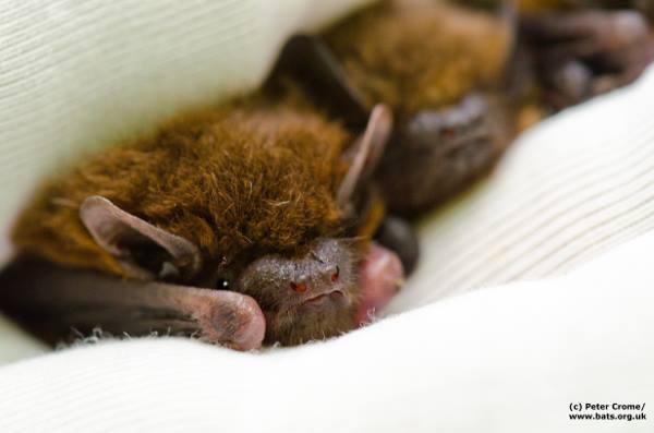 _BCT_'s tweet photo. #mondaymotivation can be tricky when you are tucked up for the winter. Bats in colder regions are currently hibernating the winter away https://t.co/nUC4ERlWA2