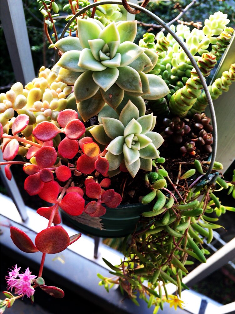 Hana こんばんは 今日はお休み ミセバヤが紅葉まっしぐら 笑 お花もかわゆい ﾟ ﾟ カペンシスも黄色いお花咲いてた 多肉 薄氷 舞乙女 カペンシス ミセバヤ 姫秋麗 粉雪 ビアポップ ホワイトストーンクロップ T Co