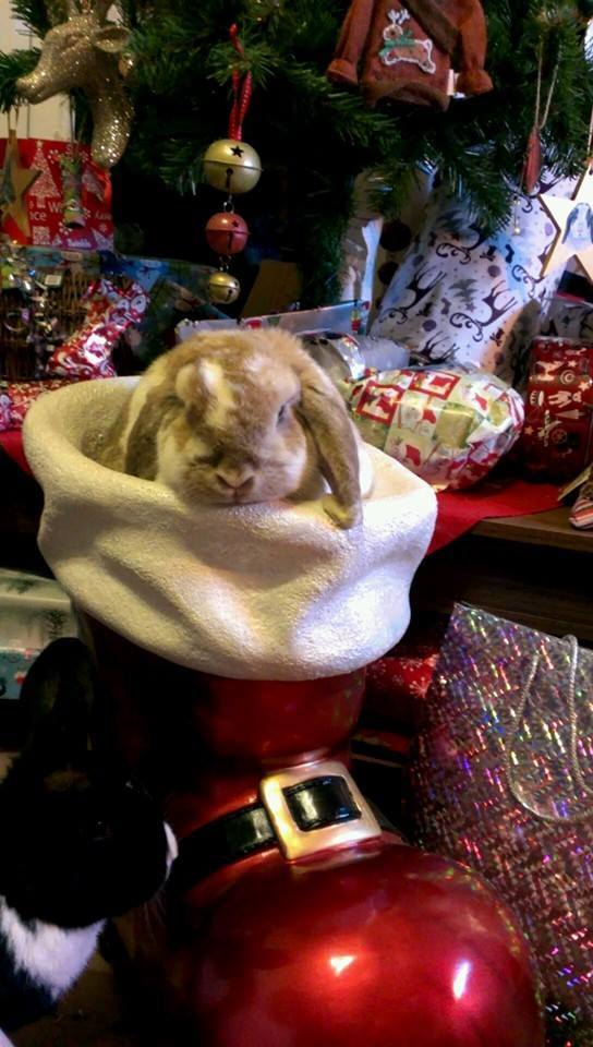 Lagolearn's tweet image. Day 12. Toffee and Vienna are having fun in Santa&apos;s boot. Hope they dont end up on the naughty list #adventcalendar #rabbit #lagolearn
