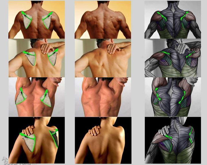 CGdrawing's tweet photo. “Anatomy for Sculptors” https://t.co/ZyjyapaZJl