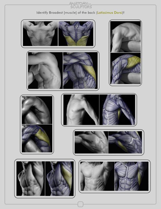 CGdrawing's tweet photo. “Anatomy for Sculptors” https://t.co/ZyjyapaZJl