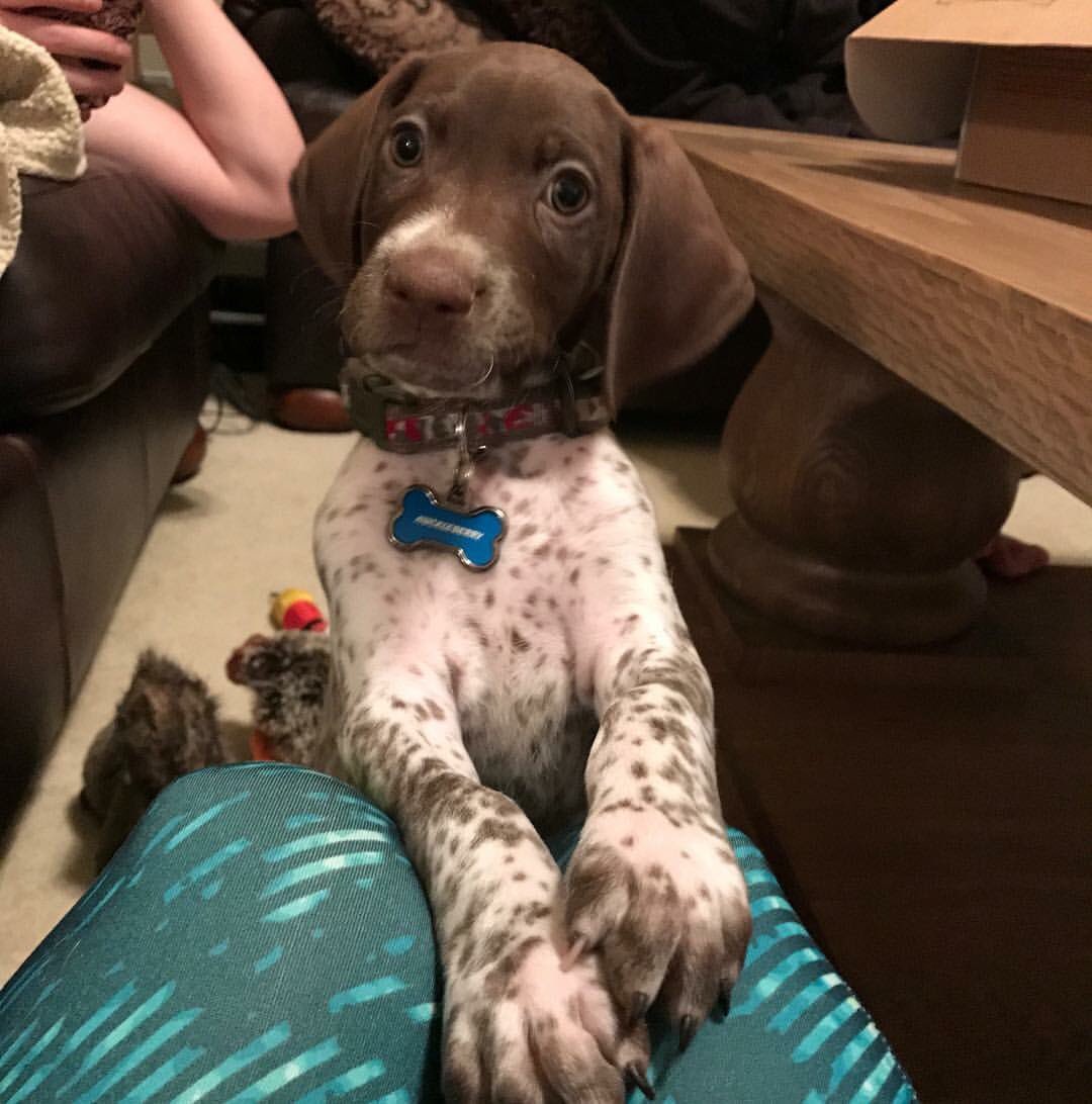 Mans best friend #Huckleberry