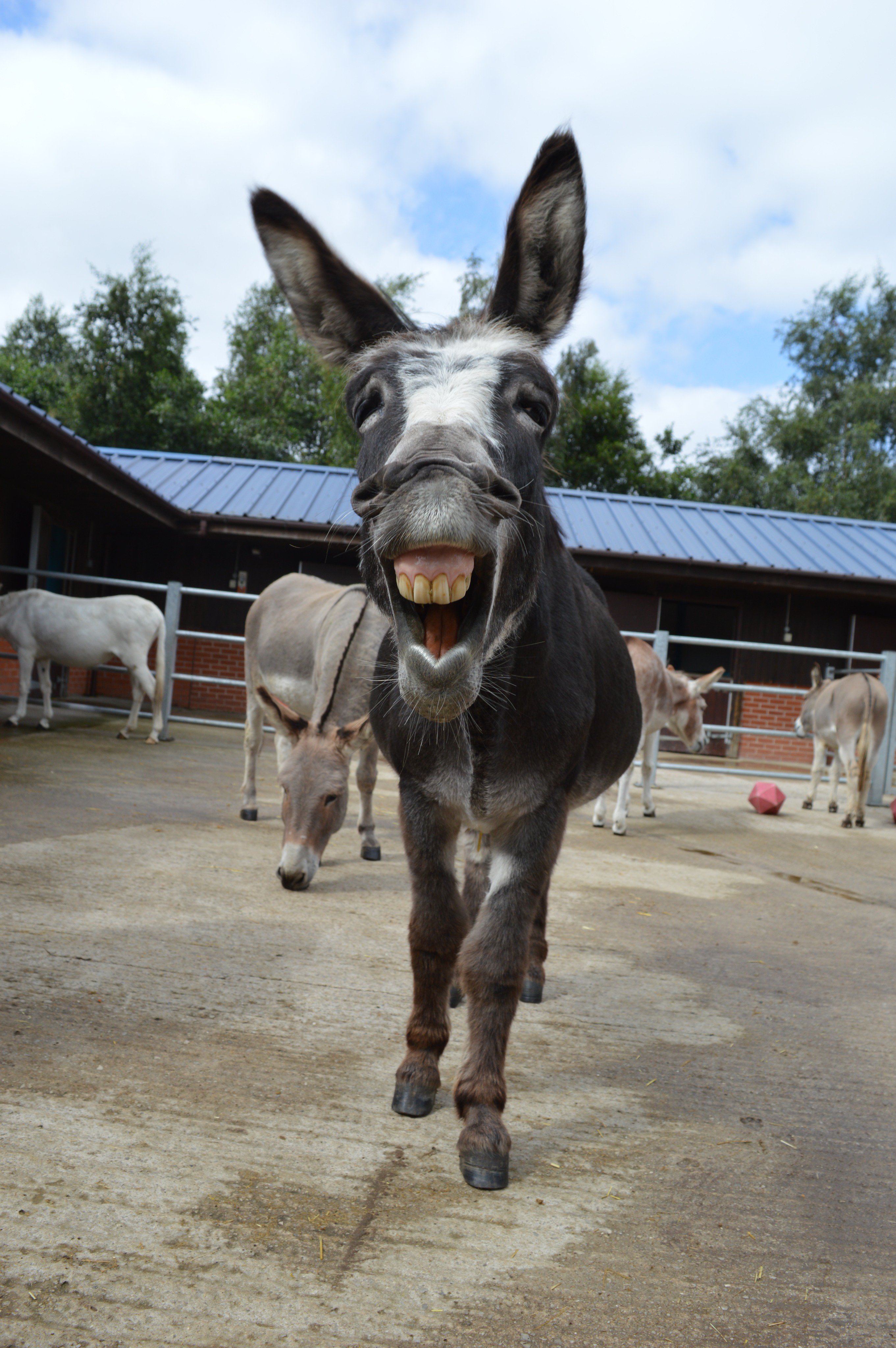 paperback Australien gæld The Donkey Sanctuary on Twitter: "Tiny Tim is a special character and he's  available to adopt this #Christmas https://t.co/GDogDvvTNh  https://t.co/KLGsi9g2WK" / Twitter