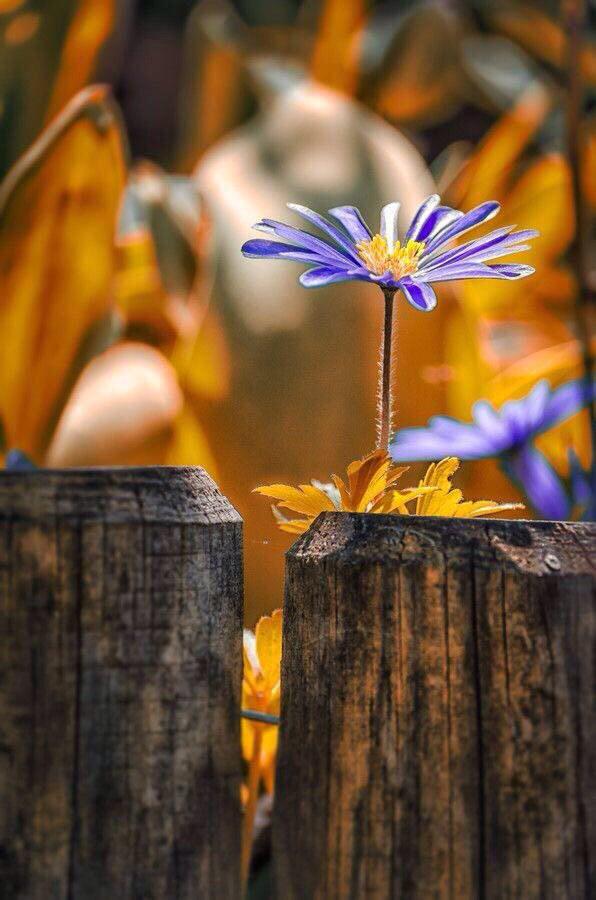 사람과의
관계에도 유통기한이 있습니다

오랫토록 소통이없으면
무관심이라는 곰팡이가 피어나고

바쁘다는 이유로 소홀해지면
이별이라는 세균이 자라나게됩니다 

관계가 변질되고 썩게되면
서로에게서 버림받아 멀어지게됩니다

관계는가꾸어가야
꽃이피고향기가납니다