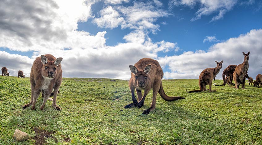 ✈️ Ab ins Outback! 🐨und trotzdem mit der Heimat in Kontakt bleiben. Mieten Sie bei uns die neuesten Satellitentelefone! #Australia #trip