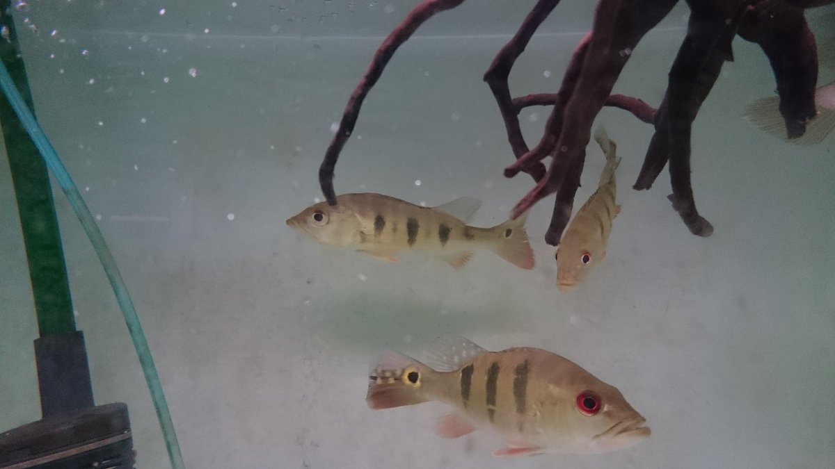 キクラ・オセラリス　（ガイアナ産） キクラ オセラリス 熱帯魚 【公式通販】