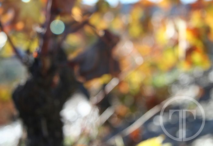 TerroirTalking's tweet photo. Wine is an elusive language with no form. And yet no other fruit can express the distinction of
its origins more than a grape. https://t.co/kOWMNJYzTG
