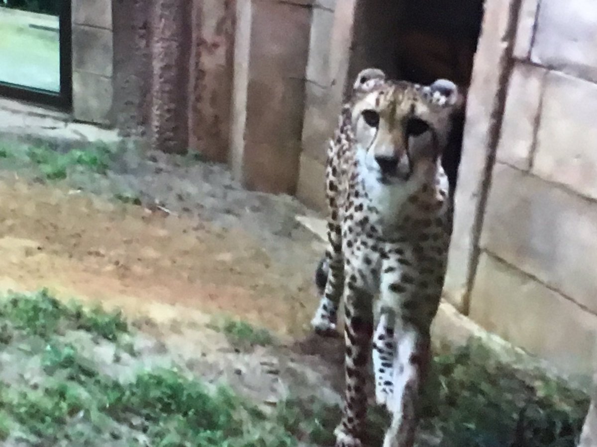 JennaDawson28's tweet photo. Very cool morning w/ a virtual trip @BuschGardens to learn all about Cheetahs! My ❤️ 4 @SkypeClassroom grows more & more! #MIEExert #SkypeMT https://t.co/07DSbL4Wmh