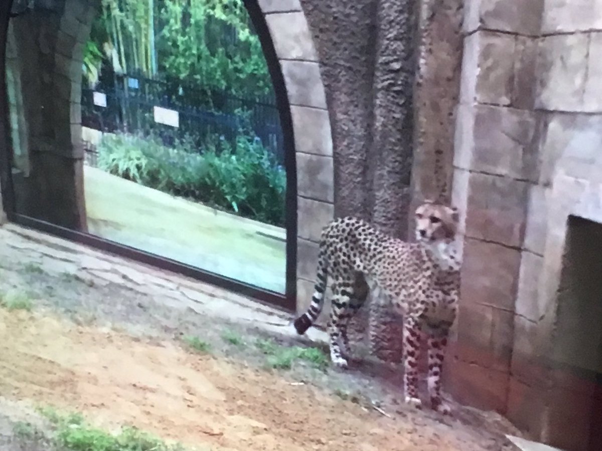 JennaDawson28's tweet photo. Very cool morning w/ a virtual trip @BuschGardens to learn all about Cheetahs! My ❤️ 4 @SkypeClassroom grows more & more! #MIEExert #SkypeMT https://t.co/07DSbL4Wmh