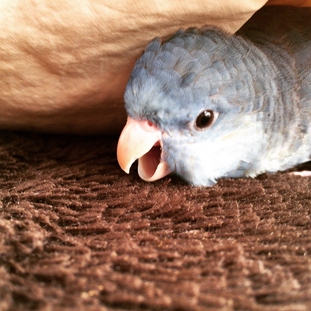 halu_suba's tweet photo. わー！ #サザナミインコ #すばる #おたけび https://t.co/fkK2drNVQF